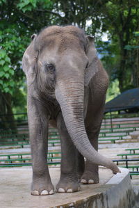 Low angle view of elephant in tree