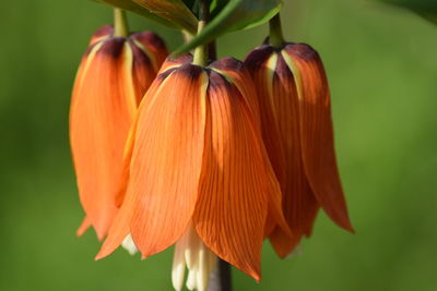 Close-up of orange flowering plant