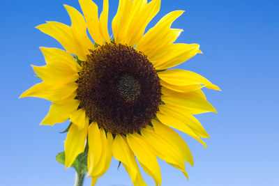 Close-up of yellow sunflower against blue sky