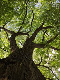 Low angle view of trees in forest