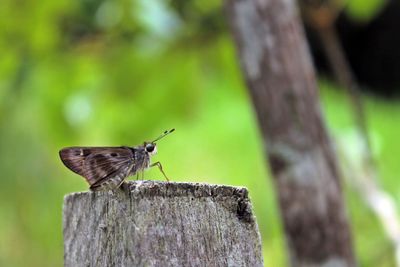 Close-up of insect perching on leaf