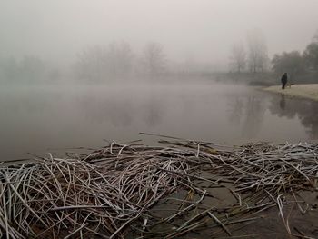 Scenic view of tree in foggy weather against sky