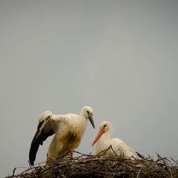 Low angle view of storks perching in nest against sky
