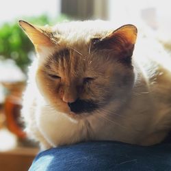 Close-up of cat resting at home