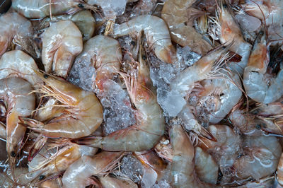 High angle view of fish for sale in market