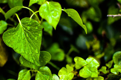 Close-up of plant leaves