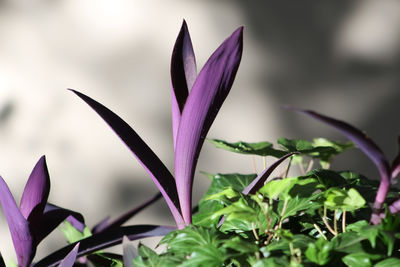 Close-up of purple flowering plant