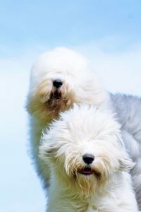 Close-up of two old english sheepdo