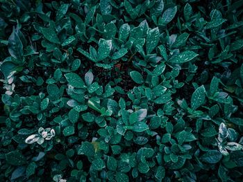 Full frame shot of wet leaves on field