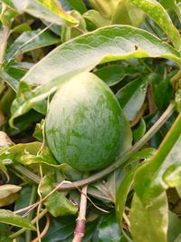 Close-up of plant