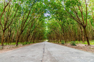 Empty road amidst trees in forest