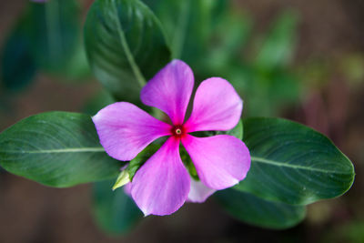 Close-up of pink flowering plant