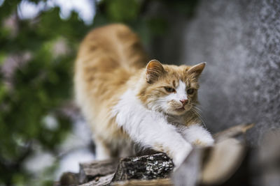 Cat looking away