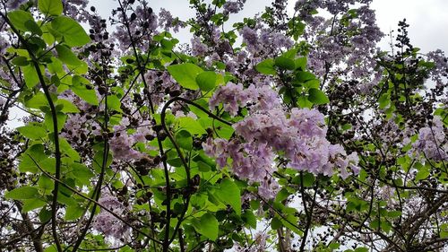 Low angle view of flower tree