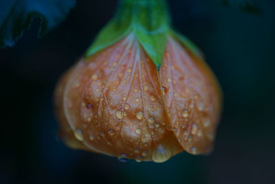 Close-up of wet orange flower