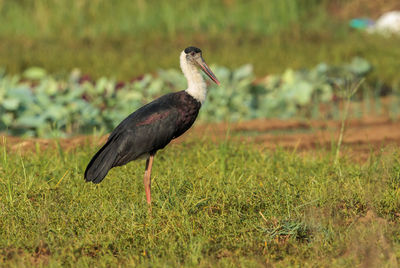 Bird perching on a field