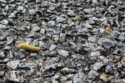 Close-up of lizard