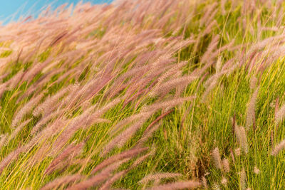Feathered blades of grass in a meadow.