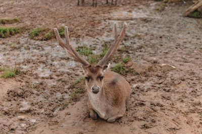 Portrait of deer relaxing on land