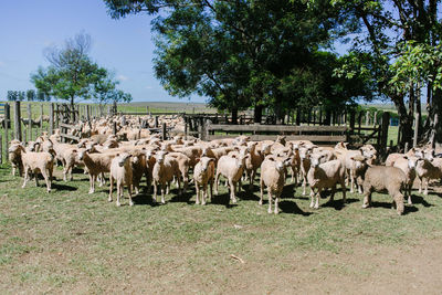 Panoramic view of sheep on field