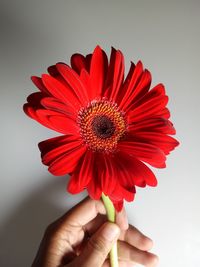 Close-up of hand holding red flower against white background