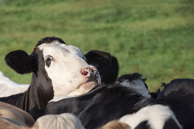 Close-up of cows on field