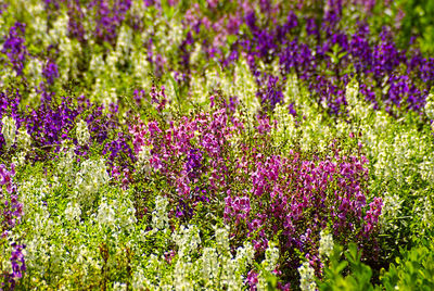 Close-up of purple flowers in garden