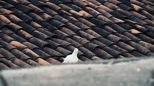 Close-up of bird perching outdoors