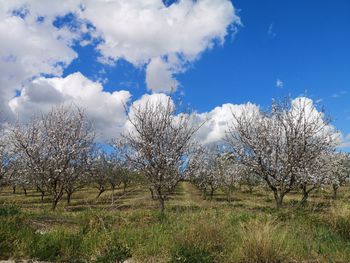 Low angle view of trees on field against sky