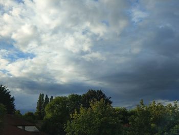 Low angle view of trees against sky