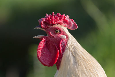 Close-up of rooster