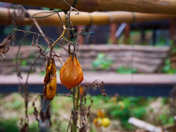 Close-up of orange fruit hanging on tree