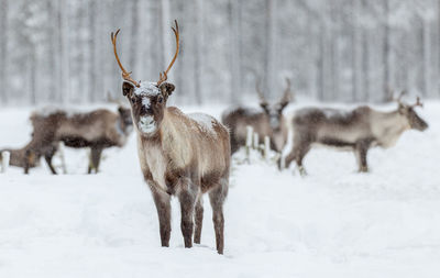 Deer standing on snow field during winter