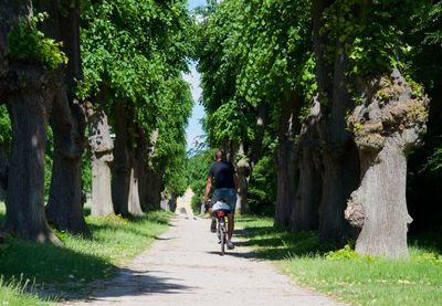 Rear view of man cycling on road amidst trees at park