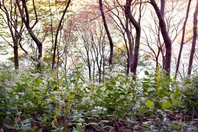 Bare trees in forest against sky