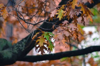 Close-up of maple leaves on tree during autumn