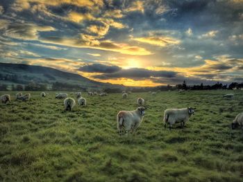 Sheep grazing on field against cloudy sky during sunset