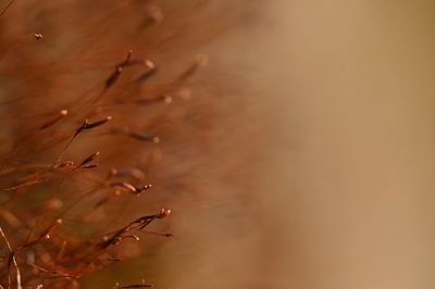 Close-up of dried plant