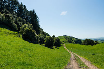 Scenic view of road amidst trees against sky