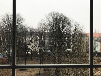 Bare trees against clear sky seen through window