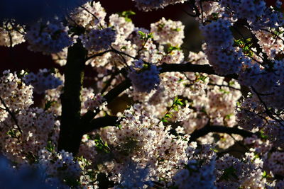 Close-up of cherry blossoms in spring