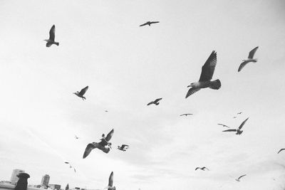 Low angle view of pigeons flying