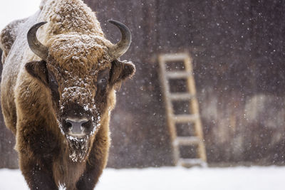 Portrait of horse in snow