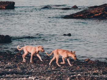 Dog standing on beach