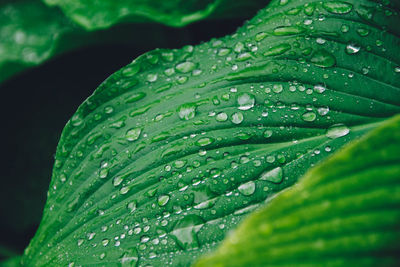 Close-up of water drops on leaves