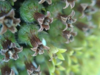 Close-up of plant