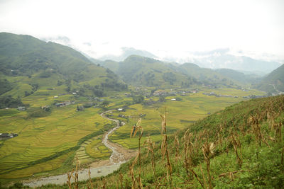 Scenic view of agricultural field against sky