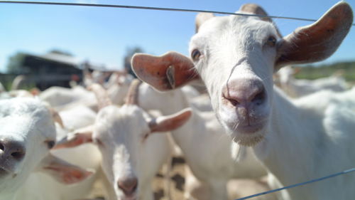 Close-up of cow