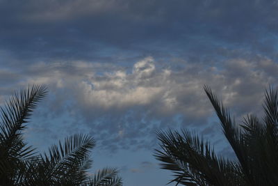 Low angle view of silhouette plants against sky