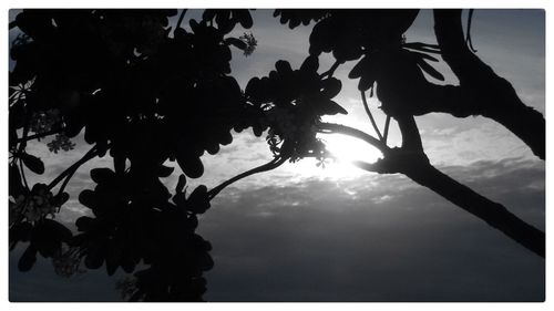 Low angle view of trees against sky